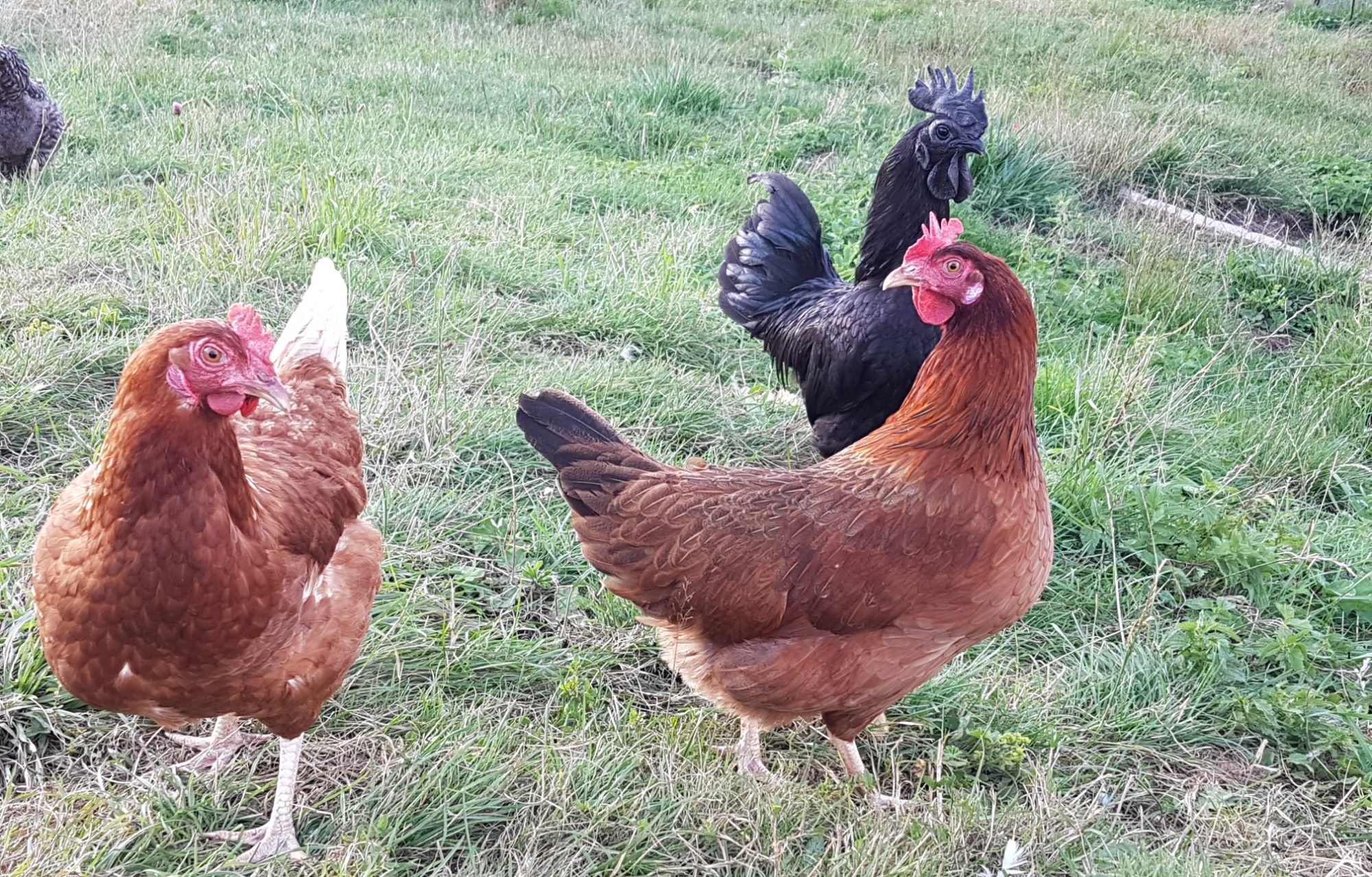 Schwarzwald Hühnerhof